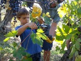 vendemmia bambini